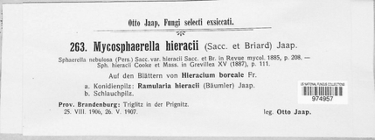 Mycosphaerella hieracii image